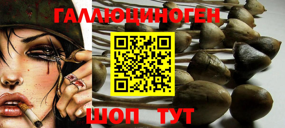 Тында  Псилоцибиновые грибы мицелий  Вход с VPN 
